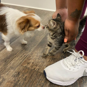 Blog - A Dog Sniffing a Cat While the Cat is Being Held on the Floor